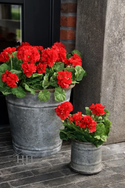 Geranium kunstplant rood – 26 cm